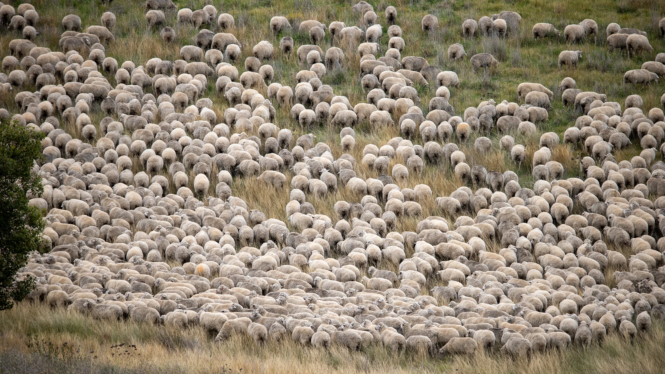Sheep